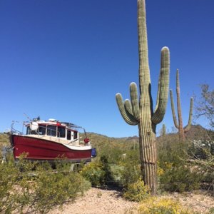 Boaterhoming with Sequoia in 2016 camped at Organ Pipe National Monument on the way back from Mexico