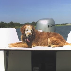 Rear Bench Seat in Use