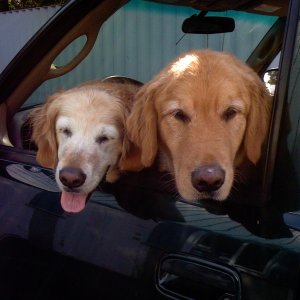 Media 'IMG 0008' in album 'The Retrievers
waiting to jump aboard'