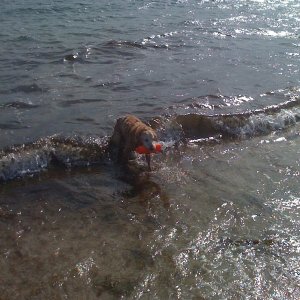 She's Still Retrieving at 15 yrs. 4/10/2009