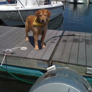 Media 'The Capt'n waiting to board' in album 'The Retrievers
waiting to jump aboard'
