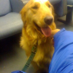 Media '\"Miley\" - Joined the crew Dec 22, 2009' in album 'The Retrievers
waiting to jump aboard'
