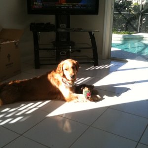 Media 'Miley with her duck' in album 'The Retrievers
waiting to jump aboard'