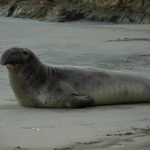 Media 'Up close and personal with a young adult male. (I think its a male)' in album 'Veiw from Island Rangers home port on Whidbey Island.'