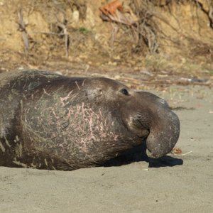 Media 'Ain't he cute?' in album 'Veiw from Island Rangers home port on Whidbey Island.'
