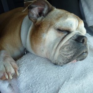 Lucy catching some shut eye on the ride down