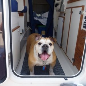 Lucy adjusting to the boat nicely