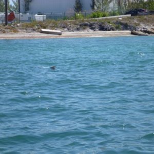 Big tarpon