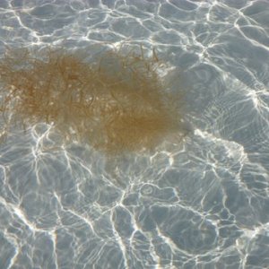 Water is pretty clear