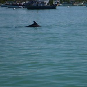 Wildlife in Boot Key harbor