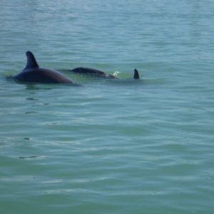 Dolfins feeding Boot Key Harbor