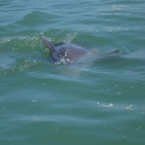 More wildlife Boot Key