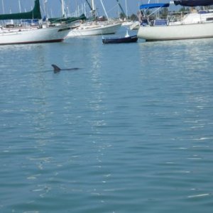 Media 'Things like this just swimming around' in album 'Lucy enjoying a Sundowner at Bahia Honda Key March 2011'