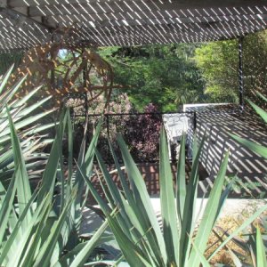 Cactus,palm?