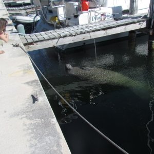 Manatee rolled over letting the fresh water hose drip into his mouth