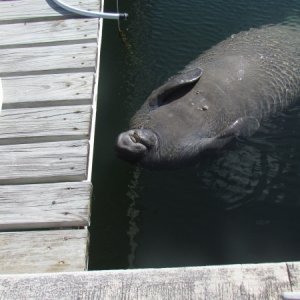 Manatee before we killed him and ate him
