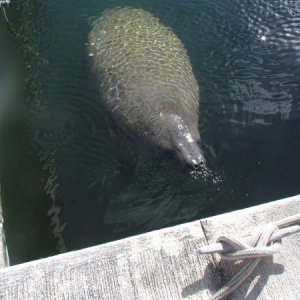 Just kidding we did not kill or eat the manatee but they used to, tastes like chicken.