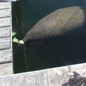 They like iceberg lettuce