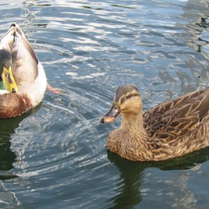 A mallard couple stopped over for a crushed crackers snack
