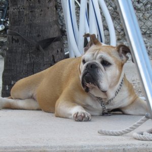 Boat guard dog Lucy