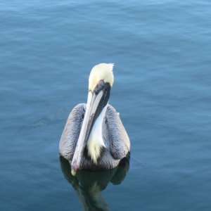The pelican