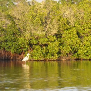 An egret in the afternoon light