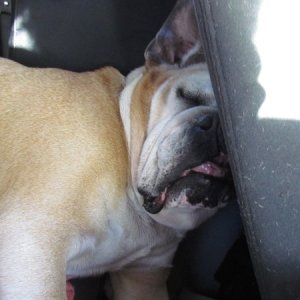looks uncomfortable our Lucy