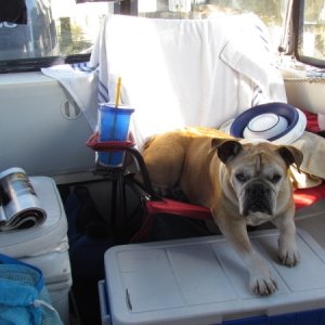 Lucy up and about towels over cutouts for cleats in the camper top as we leave the back cabin door open and the A.C. will also cool the cockpit area,same with our Espar D-2 heater