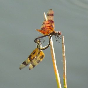 A couple of insects in Everglades National Park on the way to Flamingo