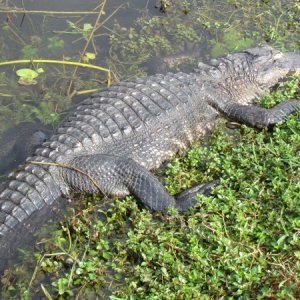Gator in the Everglades National Park