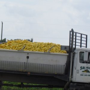 A load of yellow squash