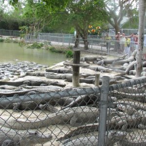 Everglades Alligator farm near Florida City