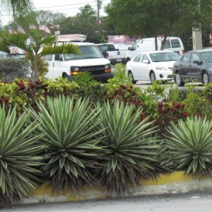 Nice looking cactus Key Largo