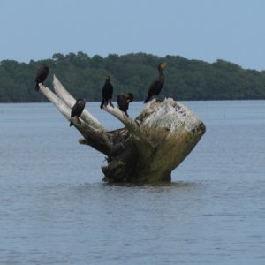 Birds on a stump