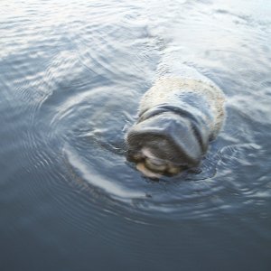Manatee befriended us while anchored at end of old cement plant canal, ICW mm 809. Manatee moved a few feet away and went to sleep with back above water. A 10' gator swam to manatee, placed it's head on manatee's back and laid like that for a few minutes before swimming over to us to beg for food.