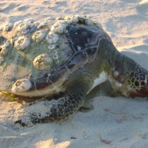 Saw this poor sea turtle on the beach at Kiptopeke.  So sad.