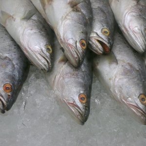 Trout