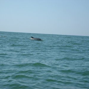 dolphin1u