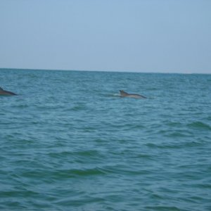 dolphin2u
