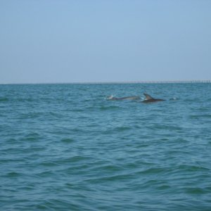 dolphin3u