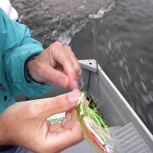 Media 'Flies for Neah Bay Kings & Coho' in album 'Flies for Neah Bay Kings & Coho'