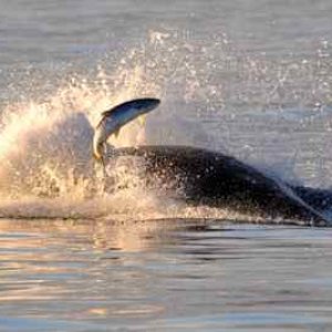 Media 'Orca fishing Credit to Capt Jim, http://www.mayaswhalewatch.biz/' in album 'Flies for Neah Bay Kings & Coho'
