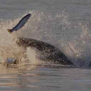 Media 'Orca fishing2, Credit to Capt Jim, http://www.mayaswhalewatch.biz/' in album 'Flies for Neah Bay Kings & Coho'
