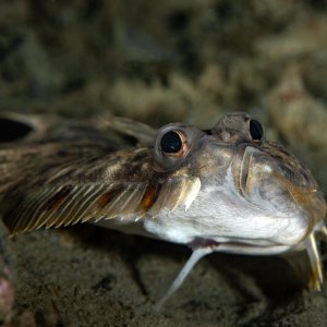 667994-s_sordidus_pacific_sanddab.jpg