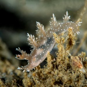 668505-dendronotus_venustus.jpg