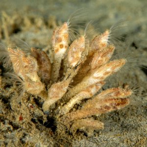 668801-atoscalpellum_californicum.jpg