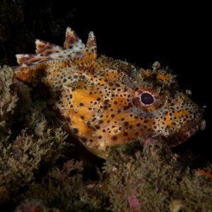 673496-ta_california_scorpionfish.jpg