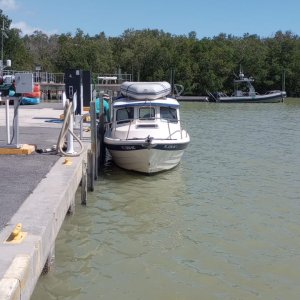 Dock st flamingo
