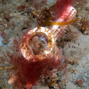 Topaz Deep DSC_8951.jpg