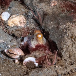 Topaz Deep DSC_8952.jpg